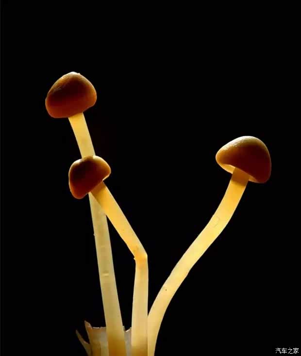 【深度好文 双11免剁手攻略 你还在等什么_成