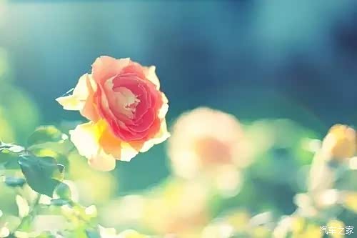 【在不动声色的日子里 能遇见你真好_利星行滨