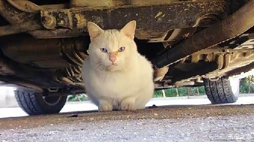 【天气渐冷 怎样预防小猫不 恋 上你的车_景山