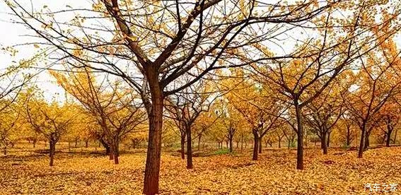 【抓住秋天的尾巴!湖南秋季好色攻略_长沙九