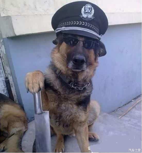 【喵咪:岗位表情一览表!_山西昌安达汽车新闻