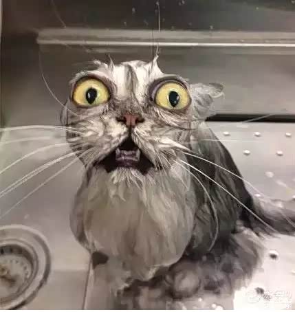 【朋说给猫洗澡吧它会很乖的我差点就信了_佛