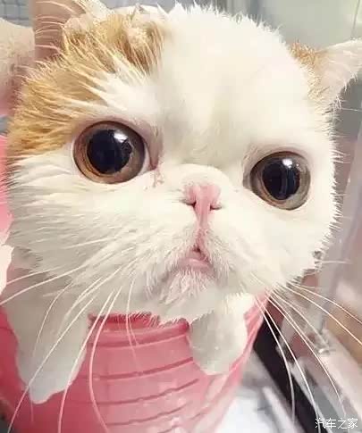 【朋说给猫洗澡吧它会很乖的我差点就信了_佛