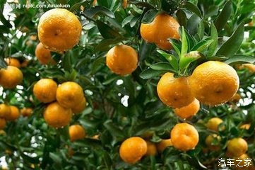 荆门一汽大众告诉你一个养身的好方法