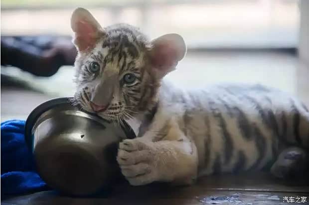 【一言不合就卖萌 广汽三菱带你去看奇妙的朋