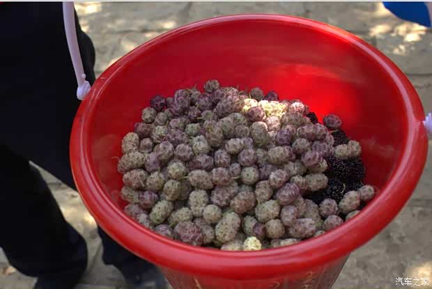 【德州瑞诚夏津黄河故道自驾游精彩回顾_汽车