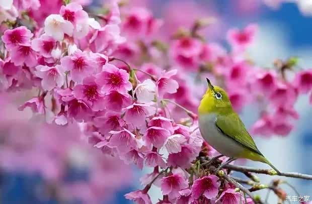 【春天到了 你蠢蠢欲动了吗_辰联汽车销售新闻