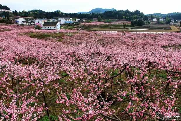 【3月13日 东风日产带您寻找南充最美乡村_东