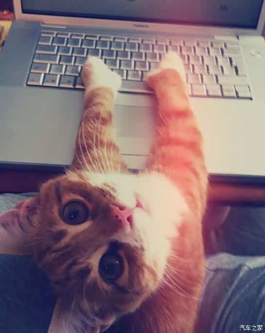 【喵咪:岗位表情一览表!_山西昌安达汽车新闻