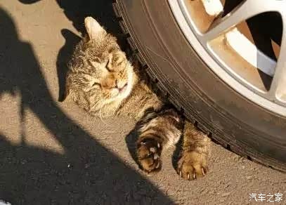 【冬季来临小心爱车被取暖的小动物盯上_宏宇