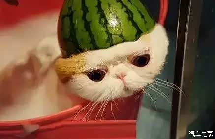 【朋说给猫洗澡吧它会很乖的我差点就信了_佛