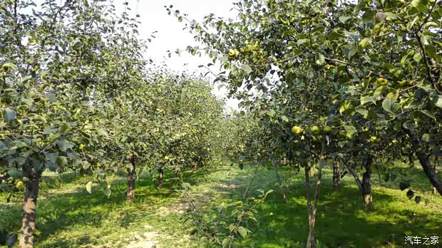 【图】商丘广通宝骏万亩梨园自驾游招募中.