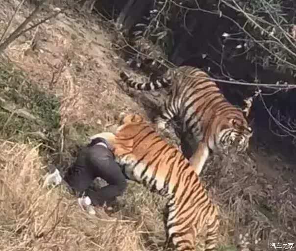 【野生动物园老虎吃人的悲剧为何又发生_盛美奔腾4S店维修保养】-汽车之家