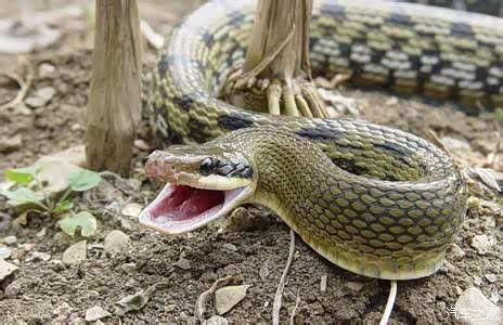 周公解梦,梦到狗、狼、蛇的深层寓意 周公解梦,梦到狗、狼、蛇的深层寓意