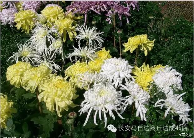 【图】商丘达成秋季主题自驾游火热招募中