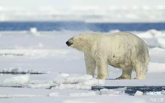 挪威北极熊 620x0_1_q87_autohomedealer__wKgHz1aZyguAedDQAAKqp4lpFTY627.jpg