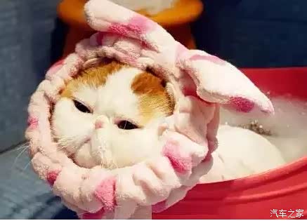 【朋说给猫洗澡吧它会很乖的我差点就信了_佛