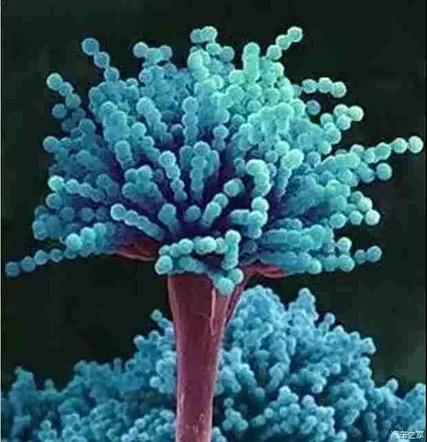 电子显微镜下的霉菌孢子